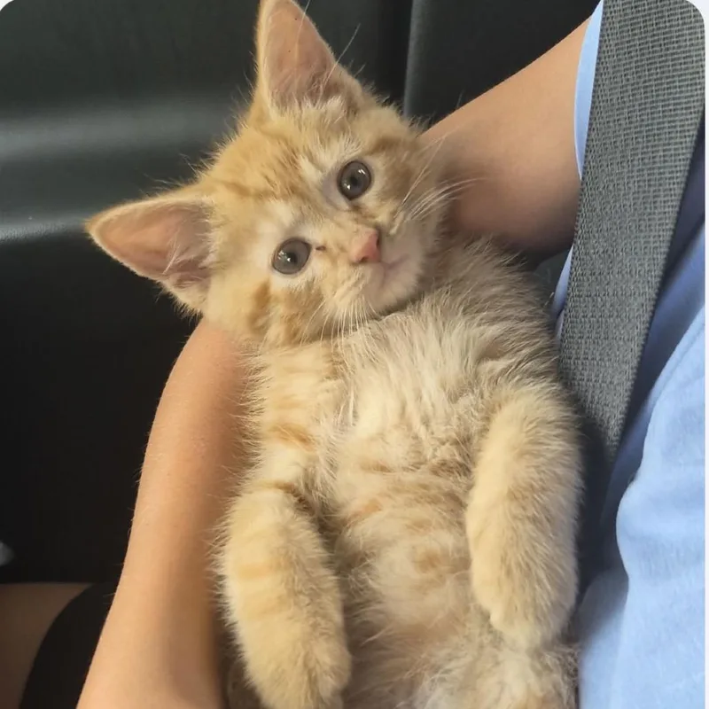 A baby small-sized male Orange / Red Domestic Short Hair cat named Jake for adoption in Normal, IL