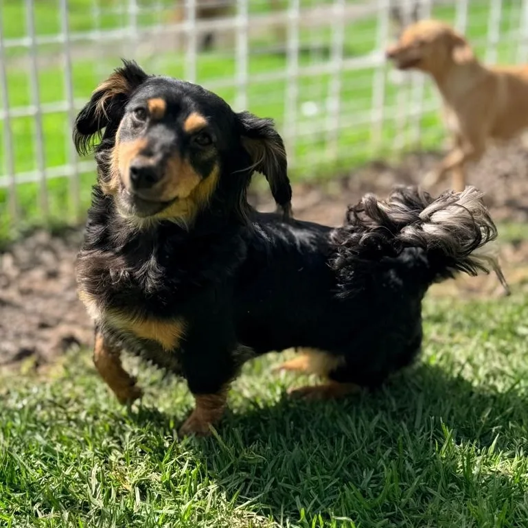 A young small-sized female Black Dachshund (Long Haired) dog named Gretel for adoption in Manvel, TX