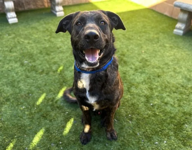 A young large-sized male Brown / Chocolate Dutch Shepherd dog named Save Me Please! Shawn for adoption in San Marcos, CA