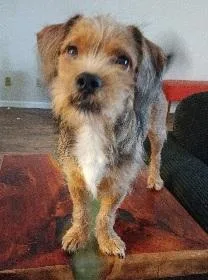 A baby small-sized male Dachshund dog named Sparky for adoption in Georgetown, KY