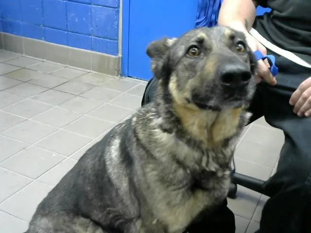 An adult medium-sized female German Shepherd Dog dog named Harley for adoption in Albuquerque, NM