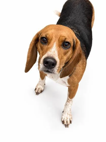 An adult medium-sized female Beagle dog named Little Lady for adoption in Bowling Green, KY