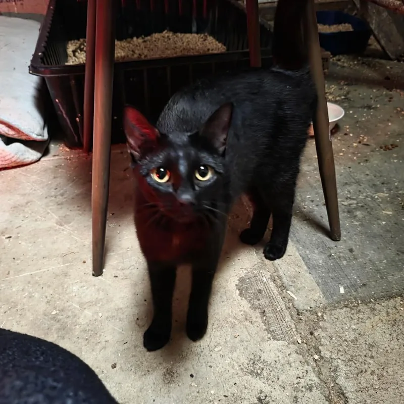 A young medium-sized female Black Domestic Short Hair cat named Aristotle for adoption in Martinsville, IN