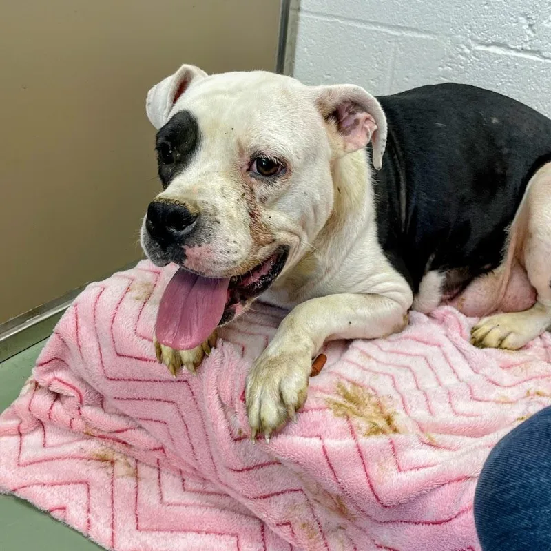 An adult small-sized female White / Cream Pit Bull Terrier dog named Margie for adoption in Lyndhurst, VA