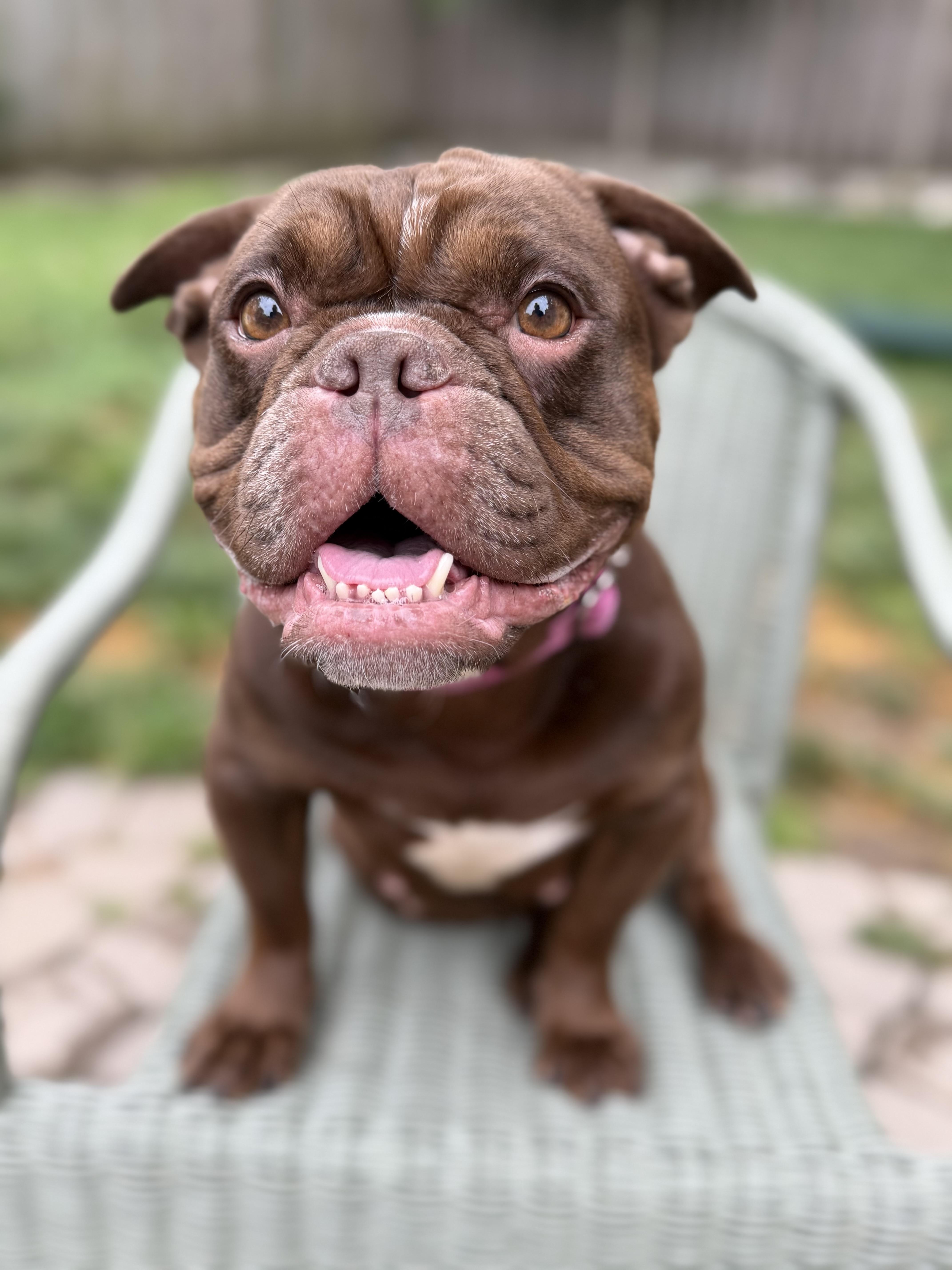 An adult medium-sized female Brown / Chocolate French Bulldog dog named Francine for adoption in Raytown, MO