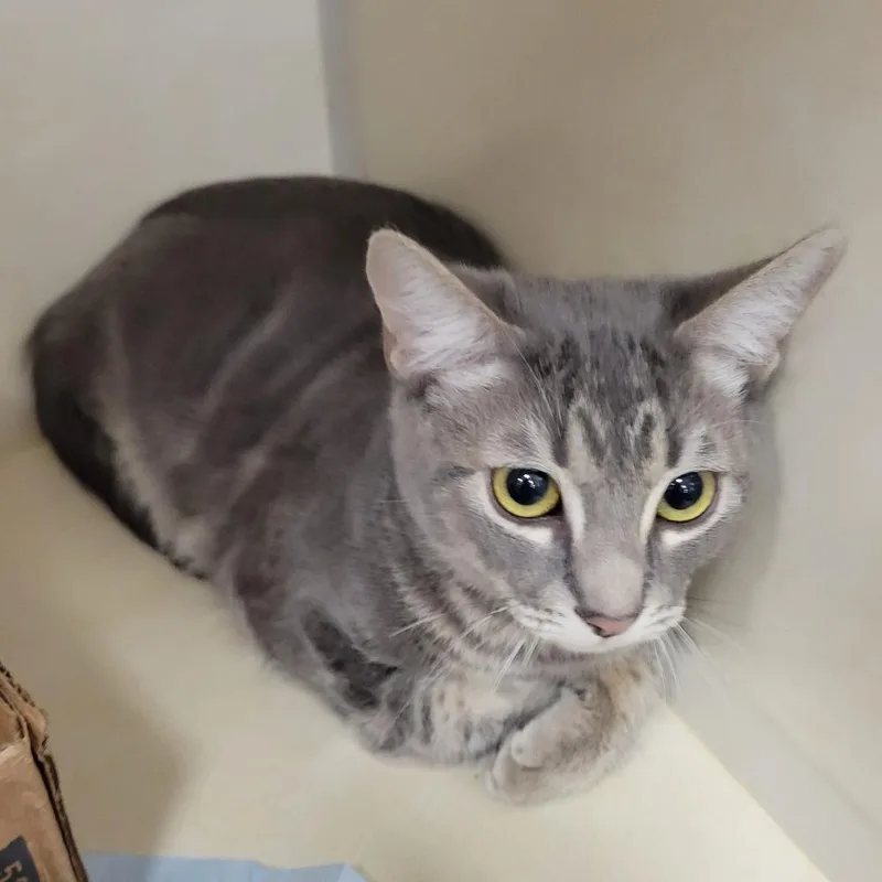 A baby small-sized male Gray / Blue / Silver Domestic Short Hair cat named Te Amo for adoption in Westminster, CA