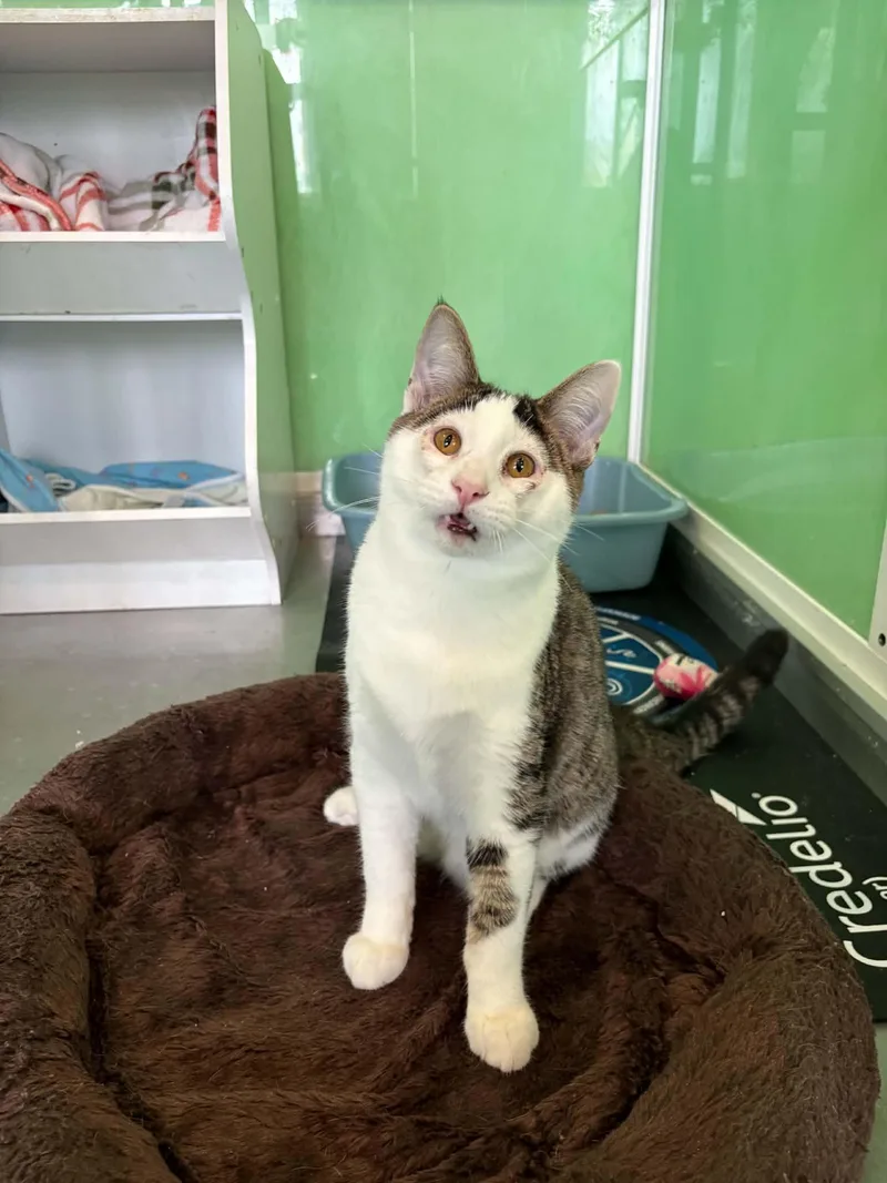 A young medium-sized male Domestic Short Hair cat named Clarke for adoption in Barboursville, WV
