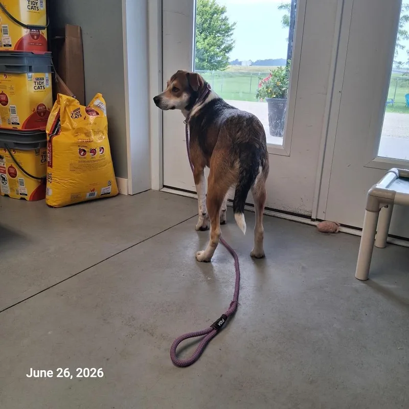 A young medium-sized male Hound dog named Shiloh for adoption in Hartford City, IN