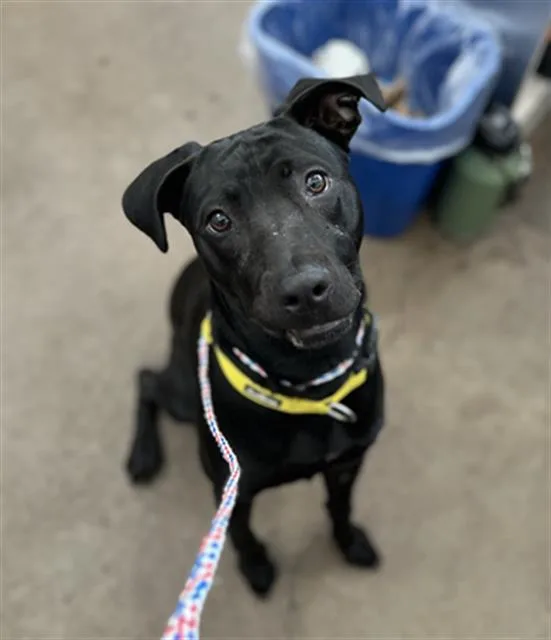 A young large-sized female Mixed Breed dog named Storm for adoption in Dallas, TX