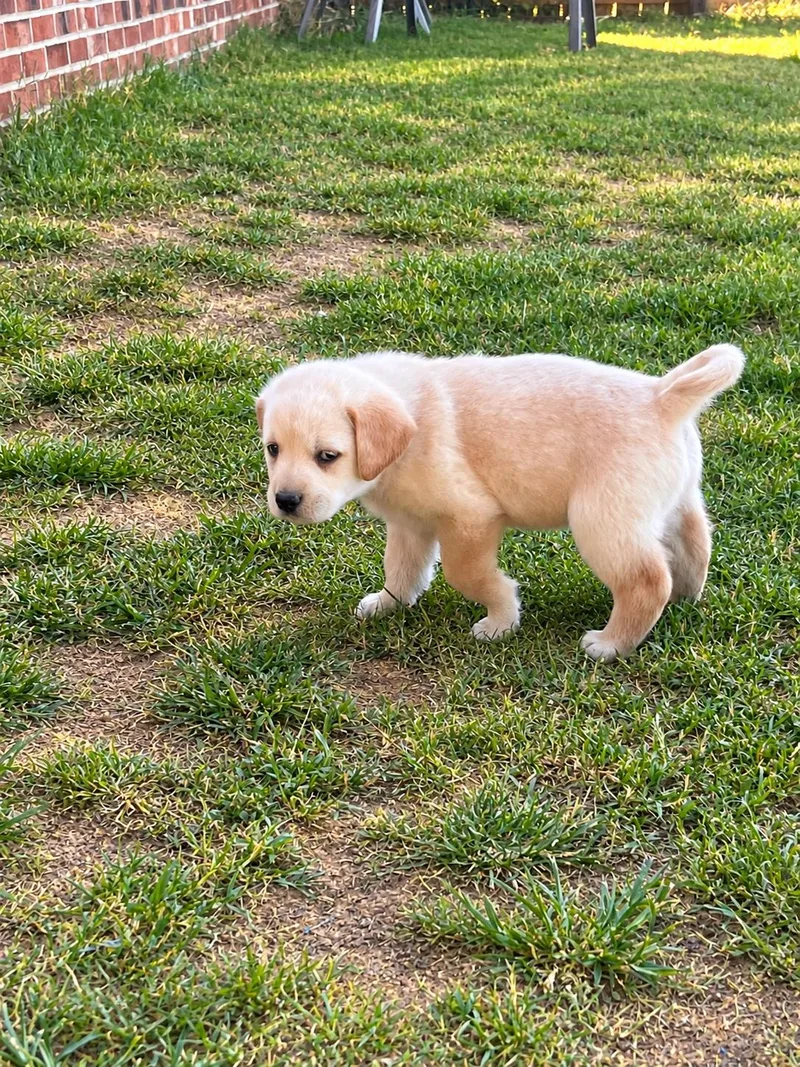 A baby medium-sized male Shepherd dog named Porter Guitar for adoption in Andover, MA