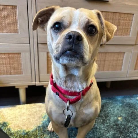 An adult small-sized male Yellow / Tan / Blond / Fawn Chihuahua dog named Andrew for adoption in Brooklyn, NY