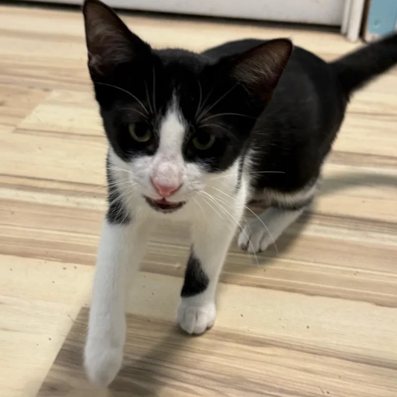 A baby small-sized male Black Domestic Short Hair cat named Nandor for adoption in Middleton, WI