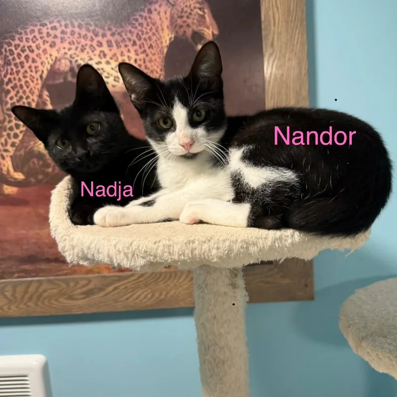 Nandor thumbnail 4