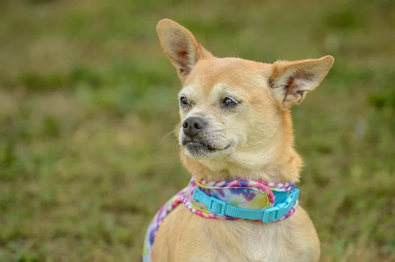 An adult small-sized female Chihuahua dog named Tia for adoption in Brick, NJ