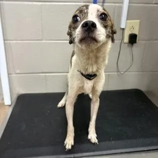 A young small-sized male Chihuahua dog named Boo Bob for adoption in East Smithfield , PA