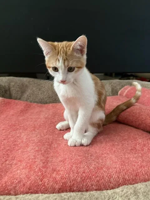 A baby small-sized male Domestic Short Hair cat named Sir Purrsalot for adoption in West Valley City, UT