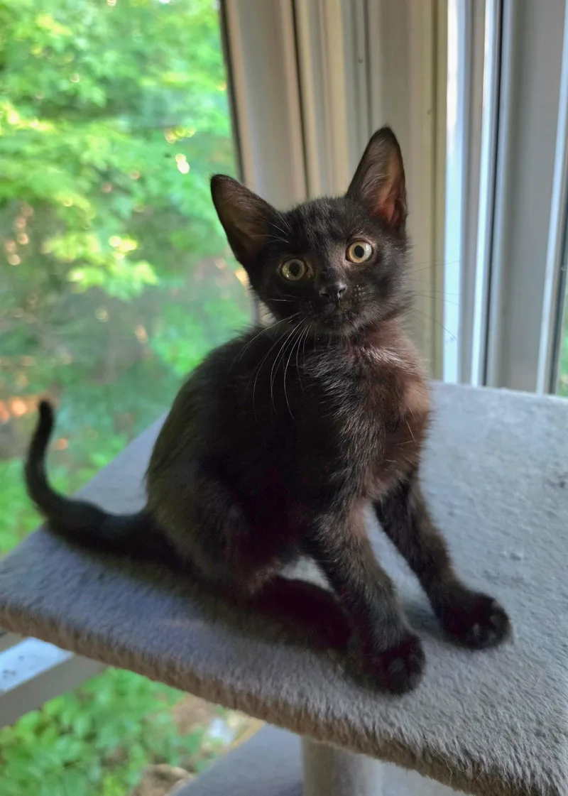 A baby small-sized male Black Domestic Short Hair cat named Zuko for adoption in Bentonville, AR