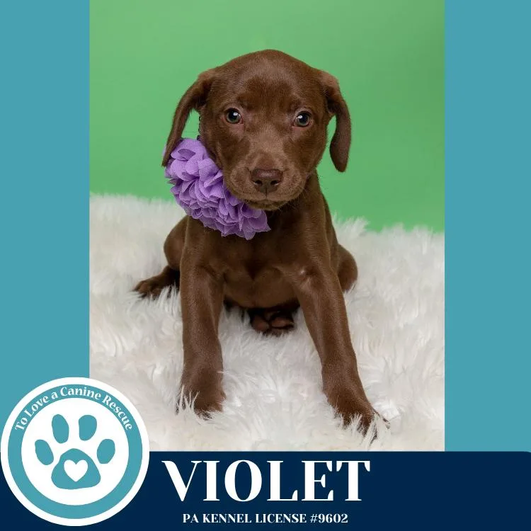 A young medium-sized female Brown / Chocolate Labrador Retriever dog named Violet for adoption in Kimberton, PA