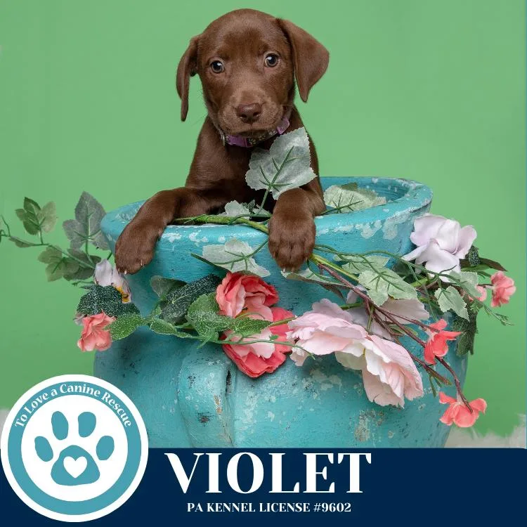 Violet thumbnail 2
