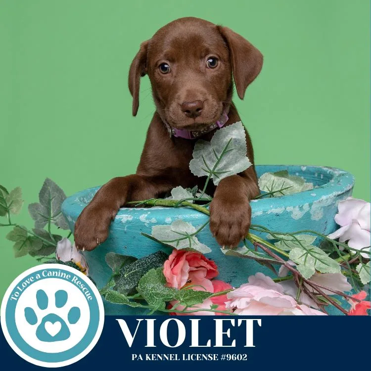 Violet thumbnail 3