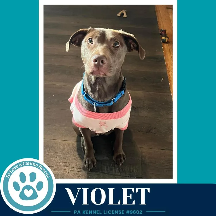 Violet thumbnail 4