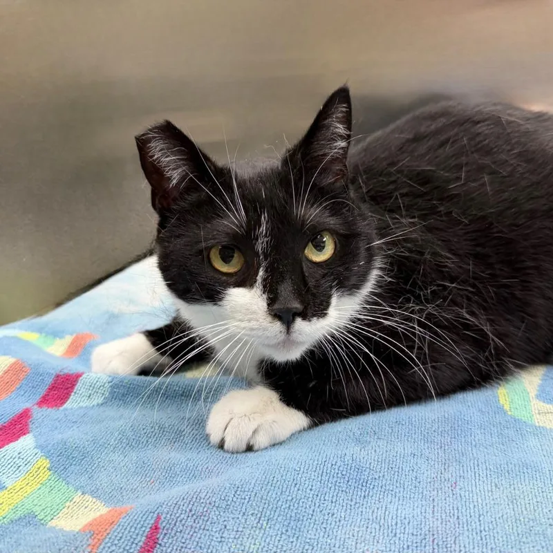 An adult medium-sized female Domestic Short Hair cat named Celeste for adoption in State College, PA