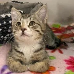 A baby medium-sized male Tabby (Gray / Blue / Silver) Tabby cat named Fonzie for adoption in Green Valley, AZ