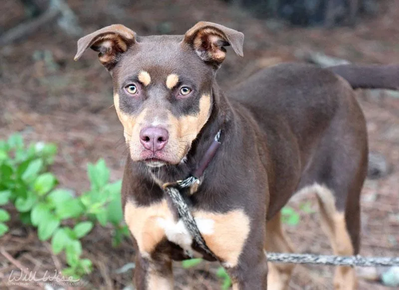 A young medium-sized female Brown / Chocolate Pit Bull Terrier dog named Cori for adoption in Monroe, GA
