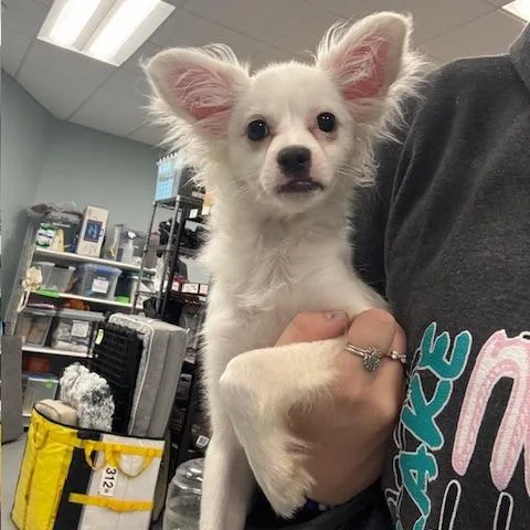 A baby small-sized male Chihuahua dog named Bolt for adoption in Mooresville, NC