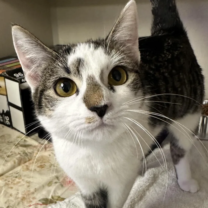 A young medium-sized female Domestic Short Hair cat named Baby Meowmeow for adoption in Wantagh, NY