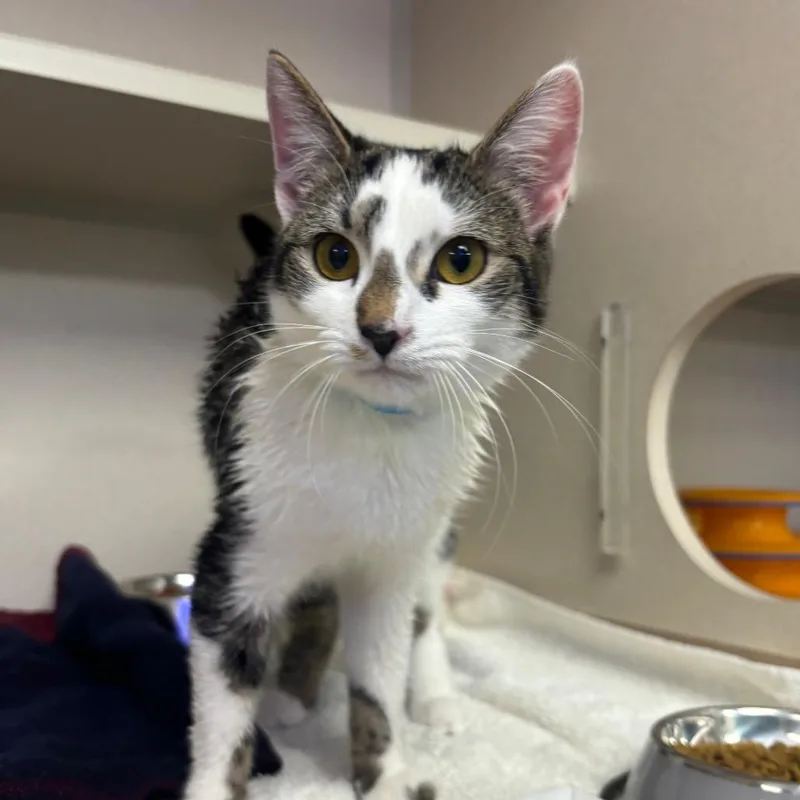 Baby Meowmeow thumbnail 2