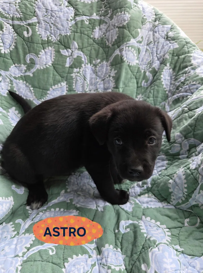 Astro Ebony