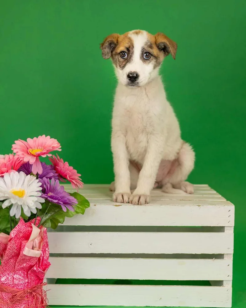 A baby medium-sized female Shepherd dog named 308-26 for adoption in Brighton, CO