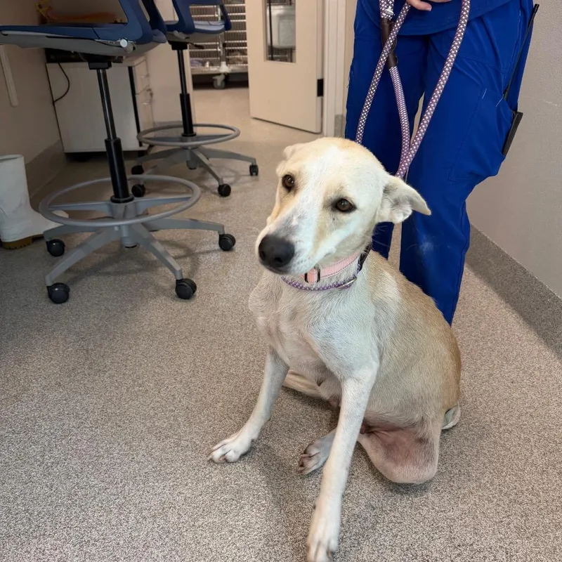 A young medium-sized female White / Cream Mixed Breed dog named Journey for adoption in Englewood, FL