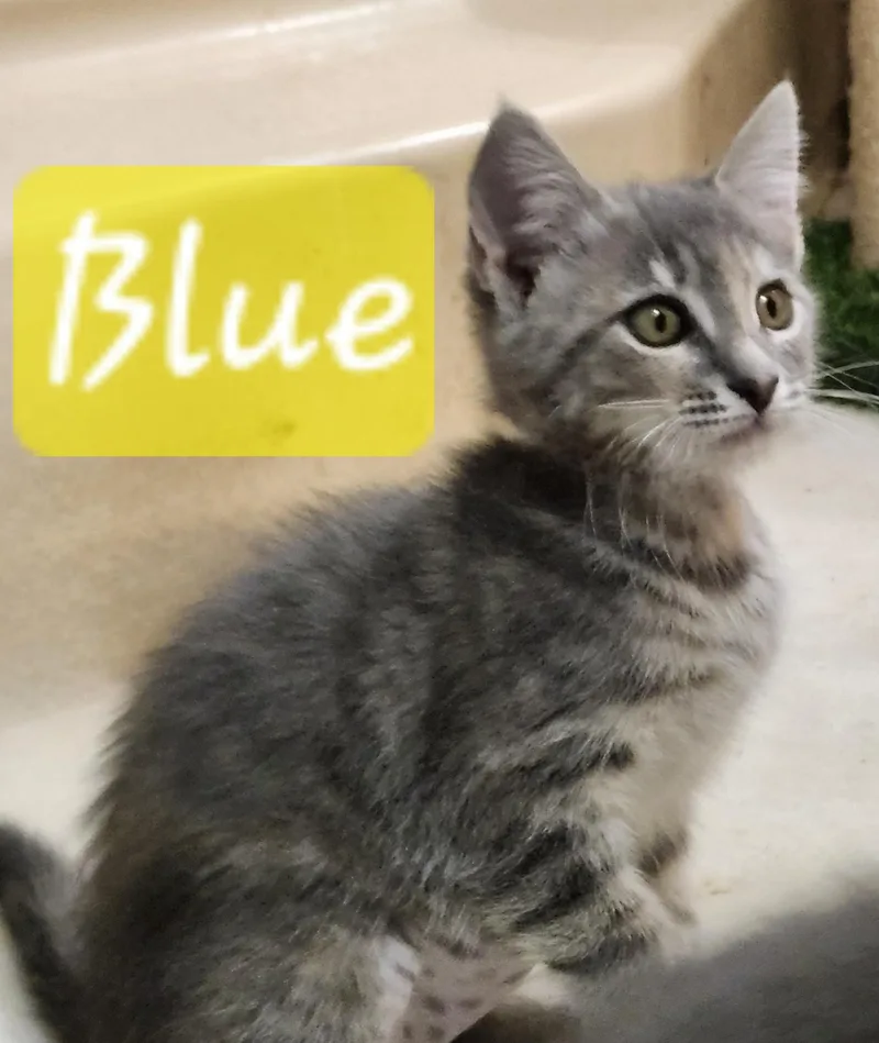 Blue