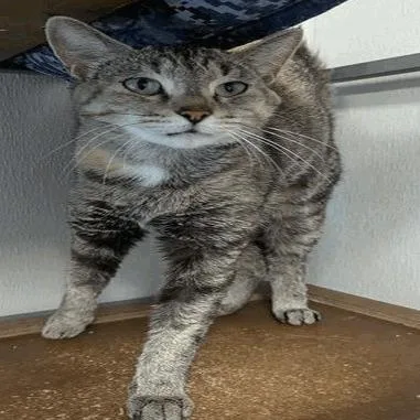An adult medium-sized female Brown / Chocolate Domestic Short Hair cat named Mama for adoption in New York, NY