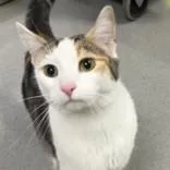 An adult medium-sized female Calico Domestic Short Hair cat named Zanziabr for adoption in Hilliard, OH