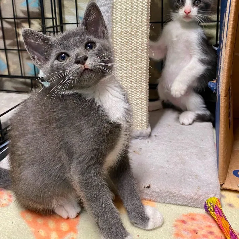A baby small-sized male Gray / Blue / Silver Domestic Short Hair cat named Rolo for adoption in Lutz, FL