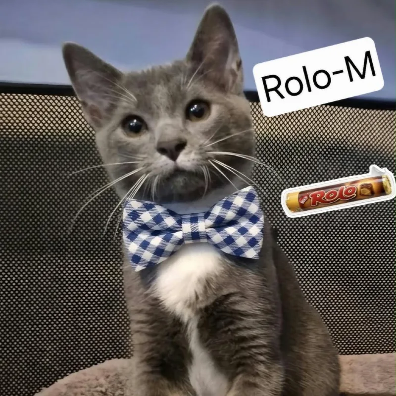 Rolo thumbnail 2