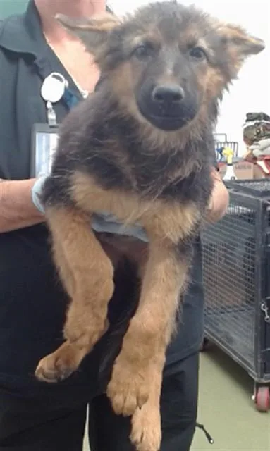 A baby large-sized male German Shepherd Dog dog named Jack for adoption in Brookfield, CT