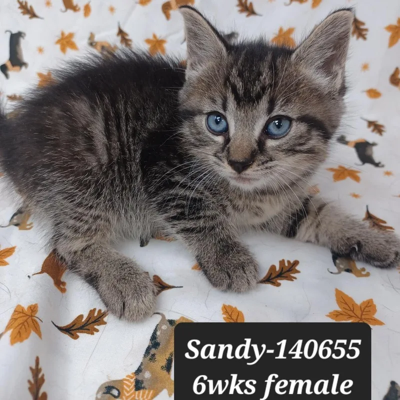 A baby small-sized female Domestic Short Hair cat named Sandy for adoption in New Tazewell, TN