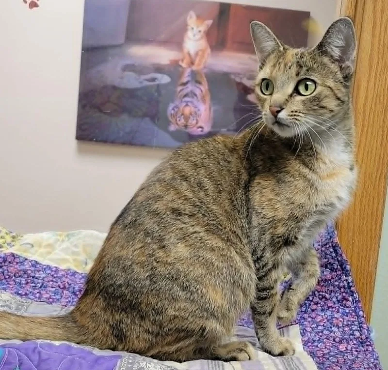 An adult medium-sized female Torbie cat named Sahara for adoption in Portage, WI