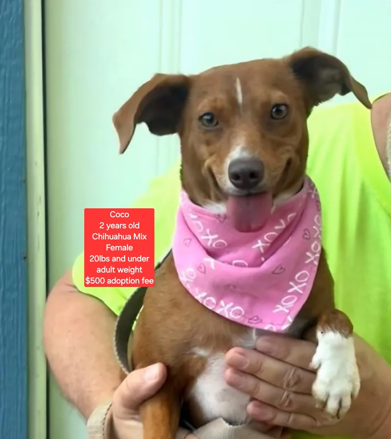 An adult small-sized female Chihuahua dog named Coco for adoption in Oviedo, FL