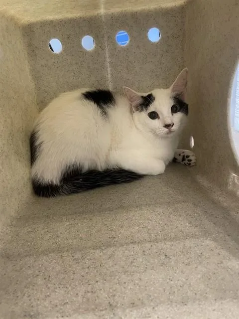 A young large-sized female Domestic Short Hair cat named Zena for adoption in Tallahassee, FL