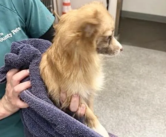 An adult small-sized female Chihuahua dog named Ramona for adoption in Houston, TX