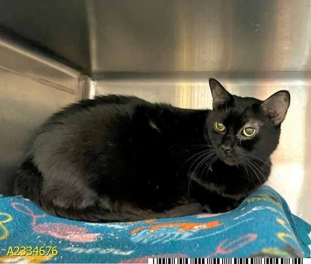 An adult large-sized female Domestic Short Hair cat named Irma for adoption in West Palm Beach, FL