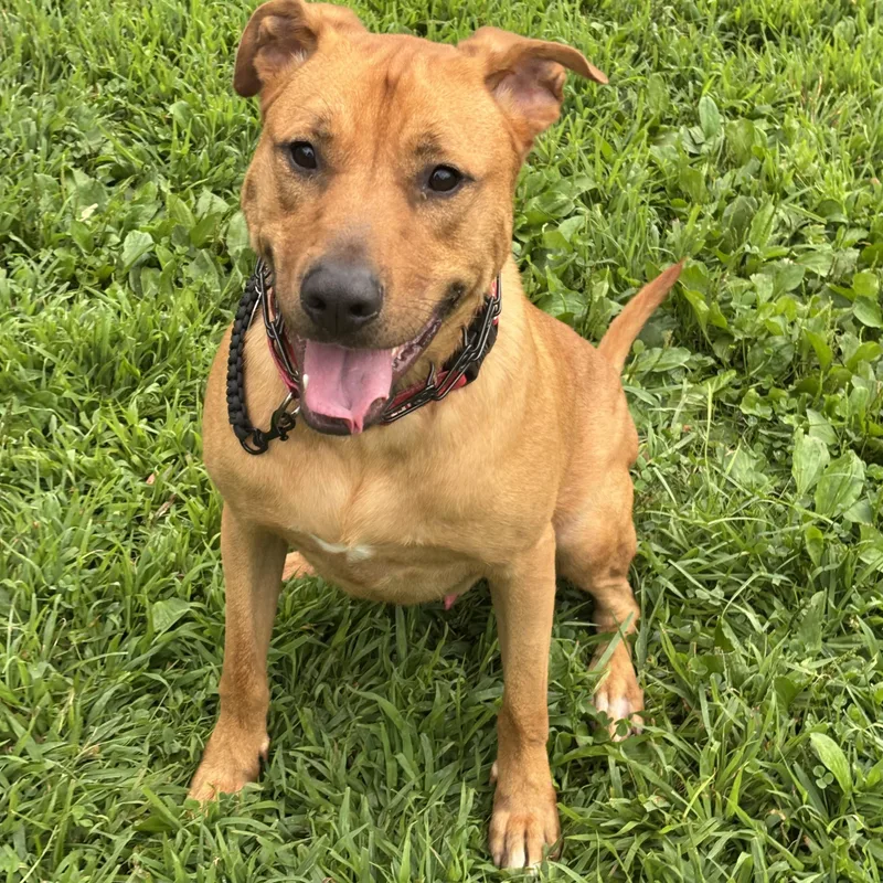 An adult large-sized male Golden Mixed Breed dog named Vinny for adoption in Avondale, PA