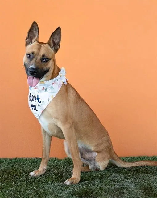A young medium-sized male Belgian Shepherd / Malinois dog named Tango for adoption in Miami, FL