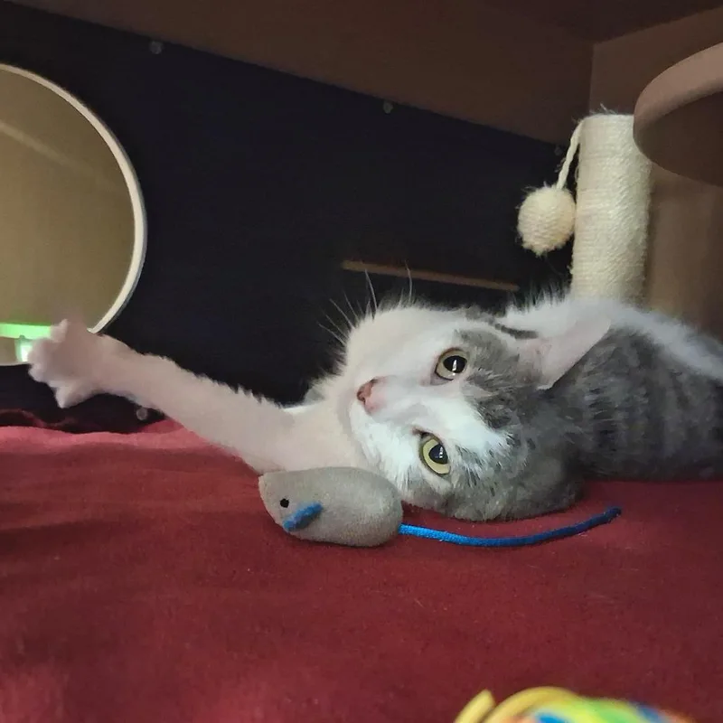 An adult medium-sized female White Domestic Short Hair cat named Zoey for adoption in Middlebury, VT