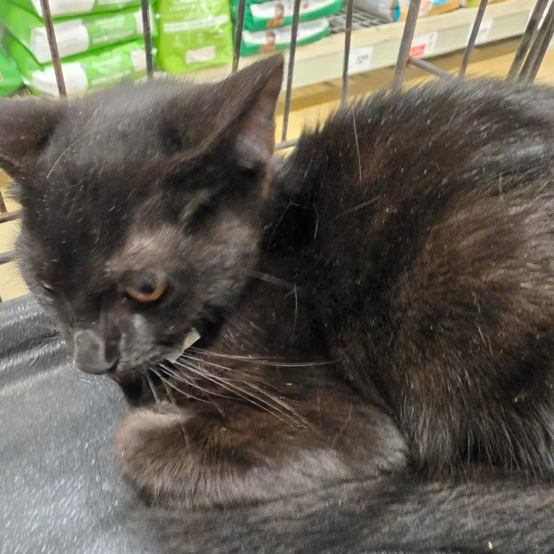 A baby small-sized male Black Domestic Long Hair cat named Chipmunk for adoption in Melrose, FL